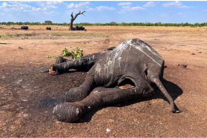 Dead Elephant