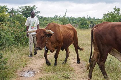 Cow Disease