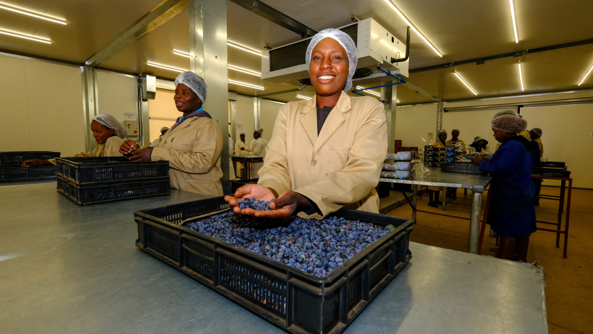 Zimbabwe Blueberries