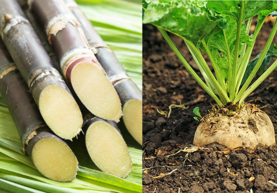 SugarCane Beet