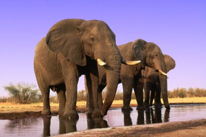 African savanna elephant (Loxodonta africana africana); Chobe National Park, Botswana