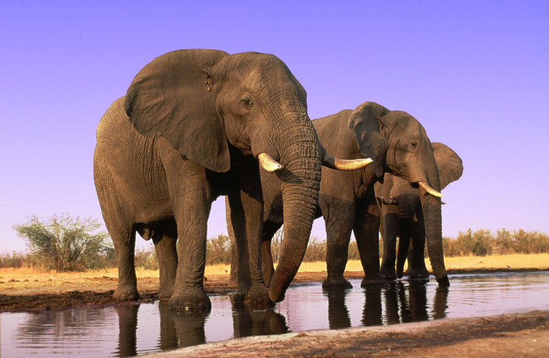 African savanna elephant (Loxodonta africana africana); Chobe National Park, Botswana