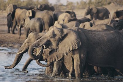 elephants zimbabwe