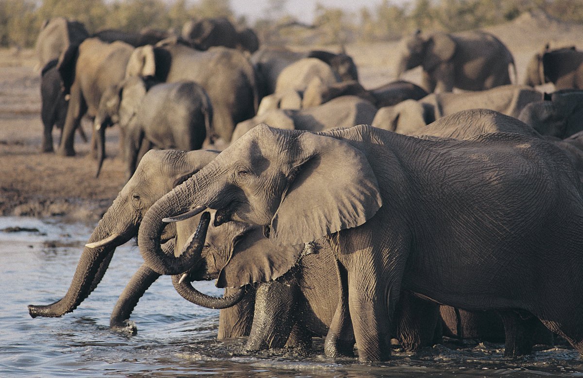 elephants zimbabwe