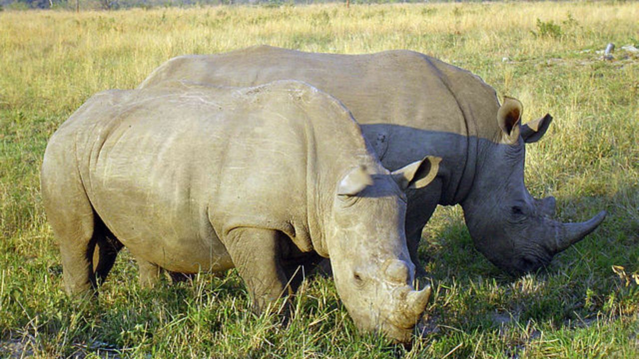 White Rhino