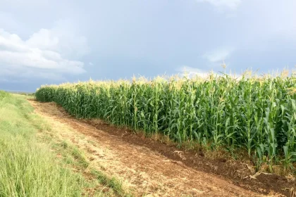 Zimbabwe Farm Land