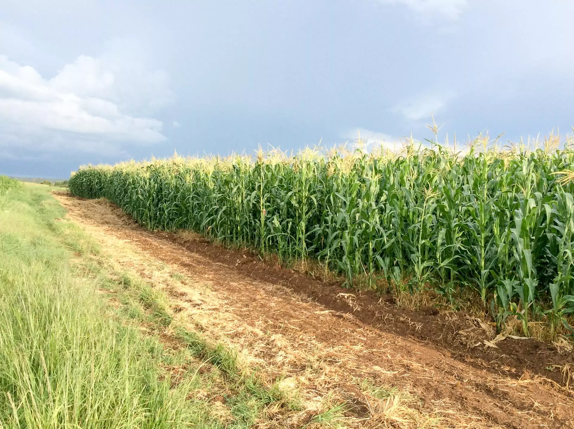 Zimbabwe Farm Land