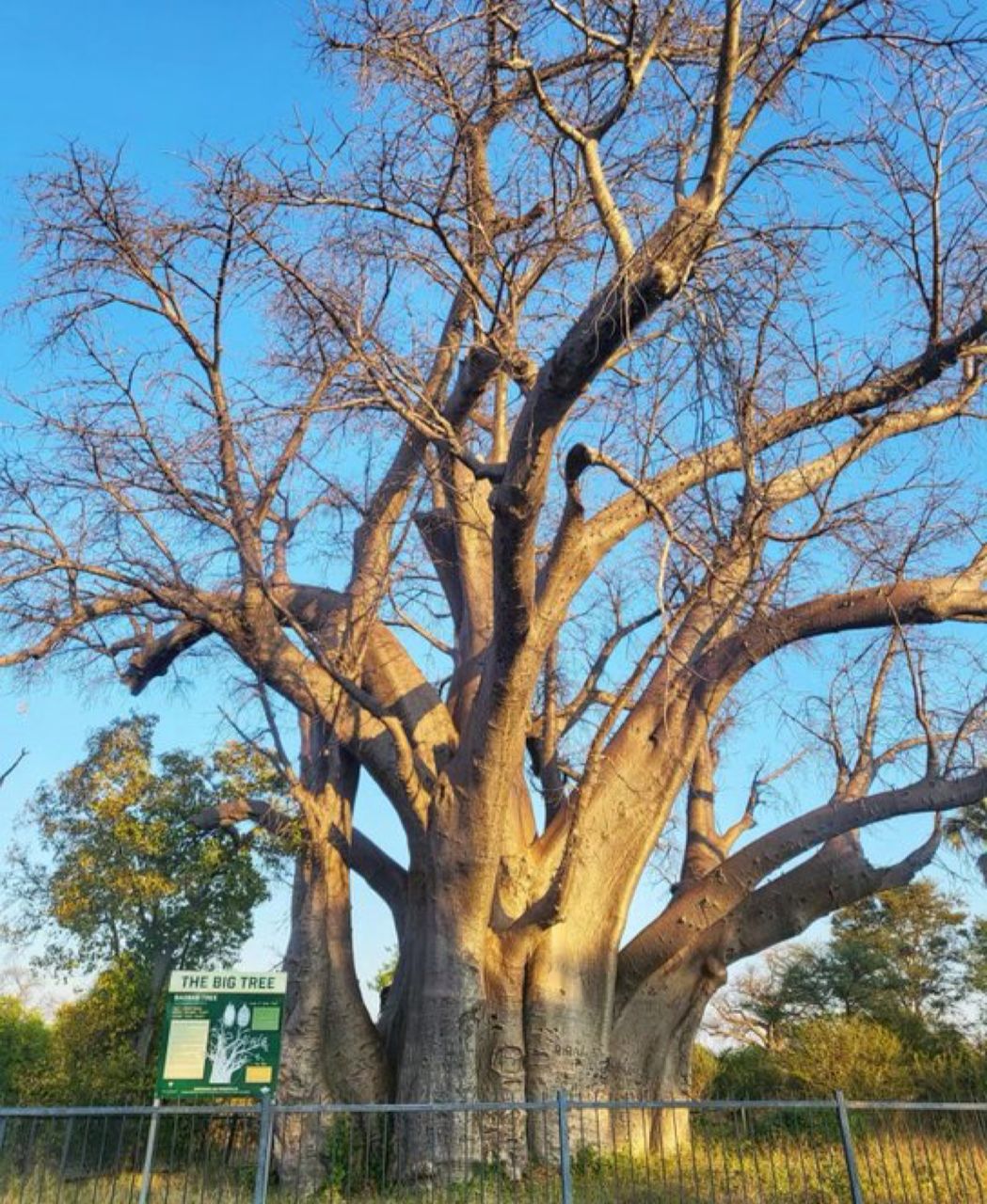 baobab